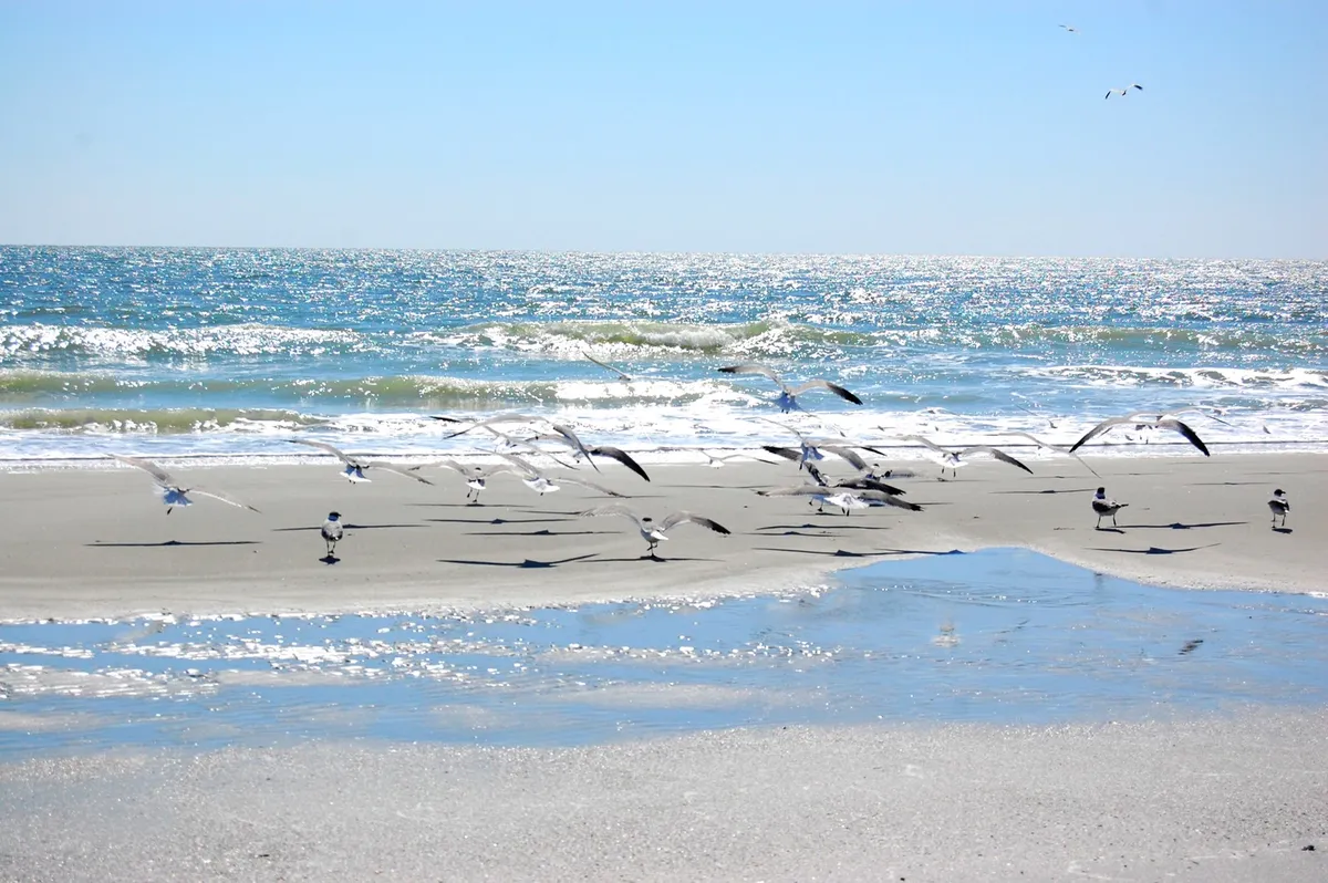 A tranquil sunrise or sunset scene along the Myrtle Beach shoreline, with gentle waves lapping at the wet sand, seagulls soaring above, and reflective water capturing the coastal light. No people are present, emphasizing the natural beauty and inviting serenity of the beach just steps away from the condo.